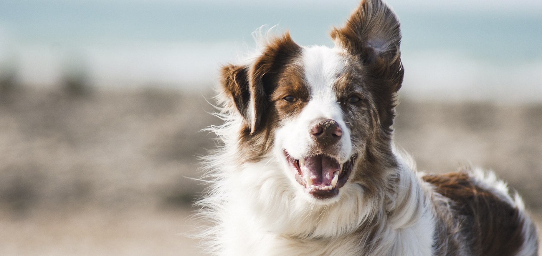 How to Spot and Treat Depression in Dogs