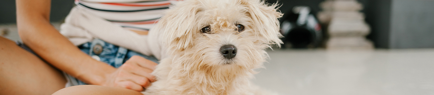 Getting Your Puppy Groomed for the First Time