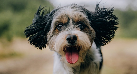 MyDog M7A - Dispell Food Pexels Damian-Barczak