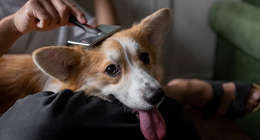 MyDog M9 - Grooming Pexels Ronm Lach_518x280