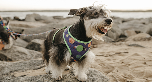 MyDog M9 - Travel Pexels Jonathan Borba_518