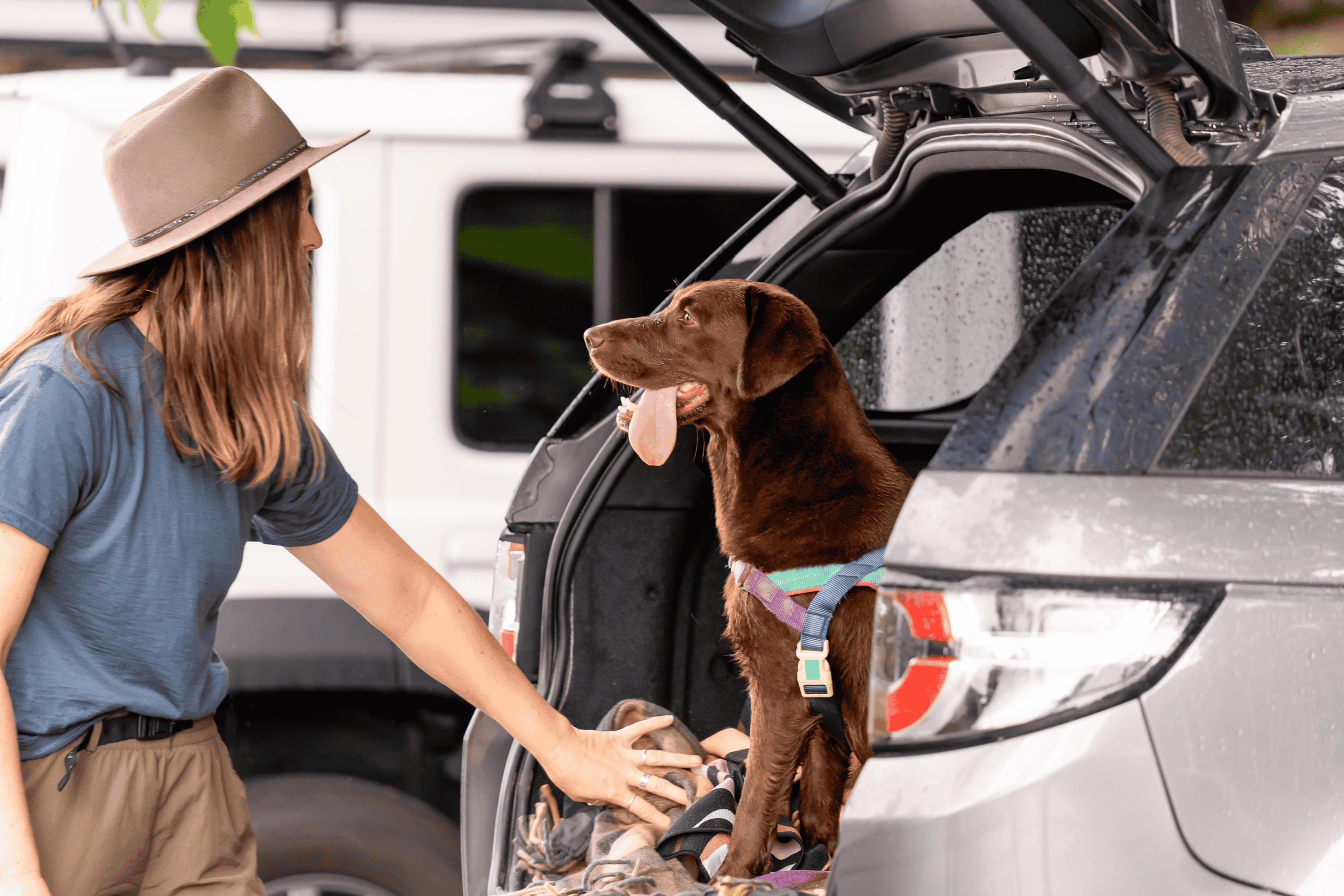  Travelling Domestically with Your Dog