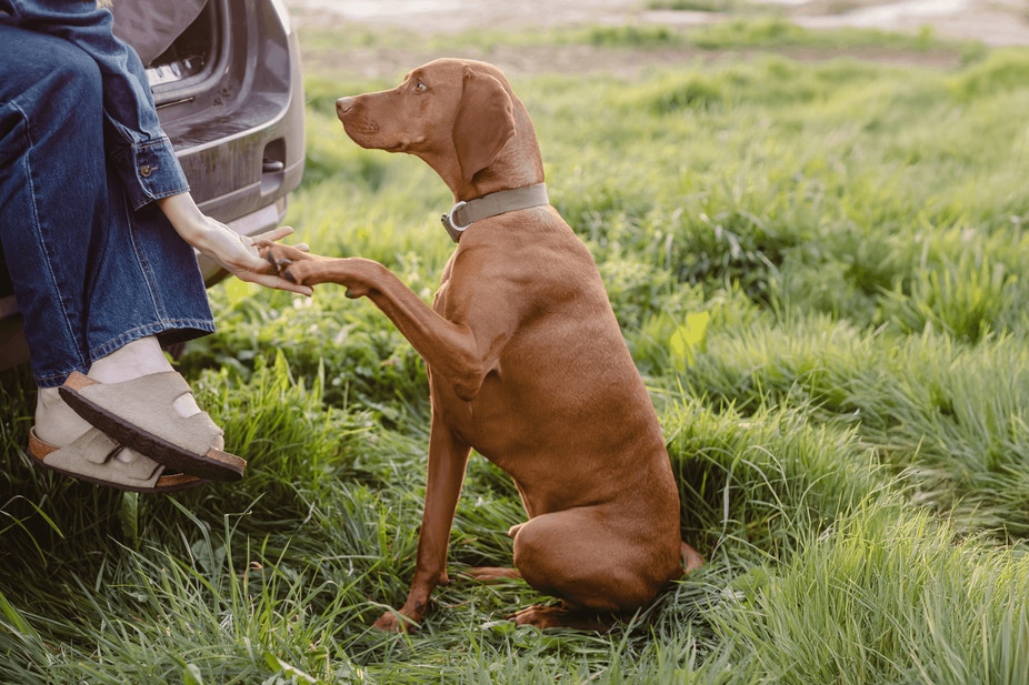 Dispelling Dog Food Myths
