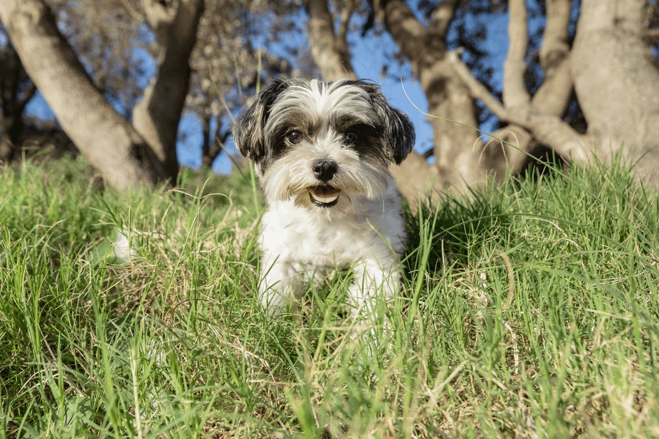 How to Read a Dog's Body Language