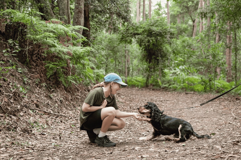 Holidaying With Dogs - Planning Your Trip