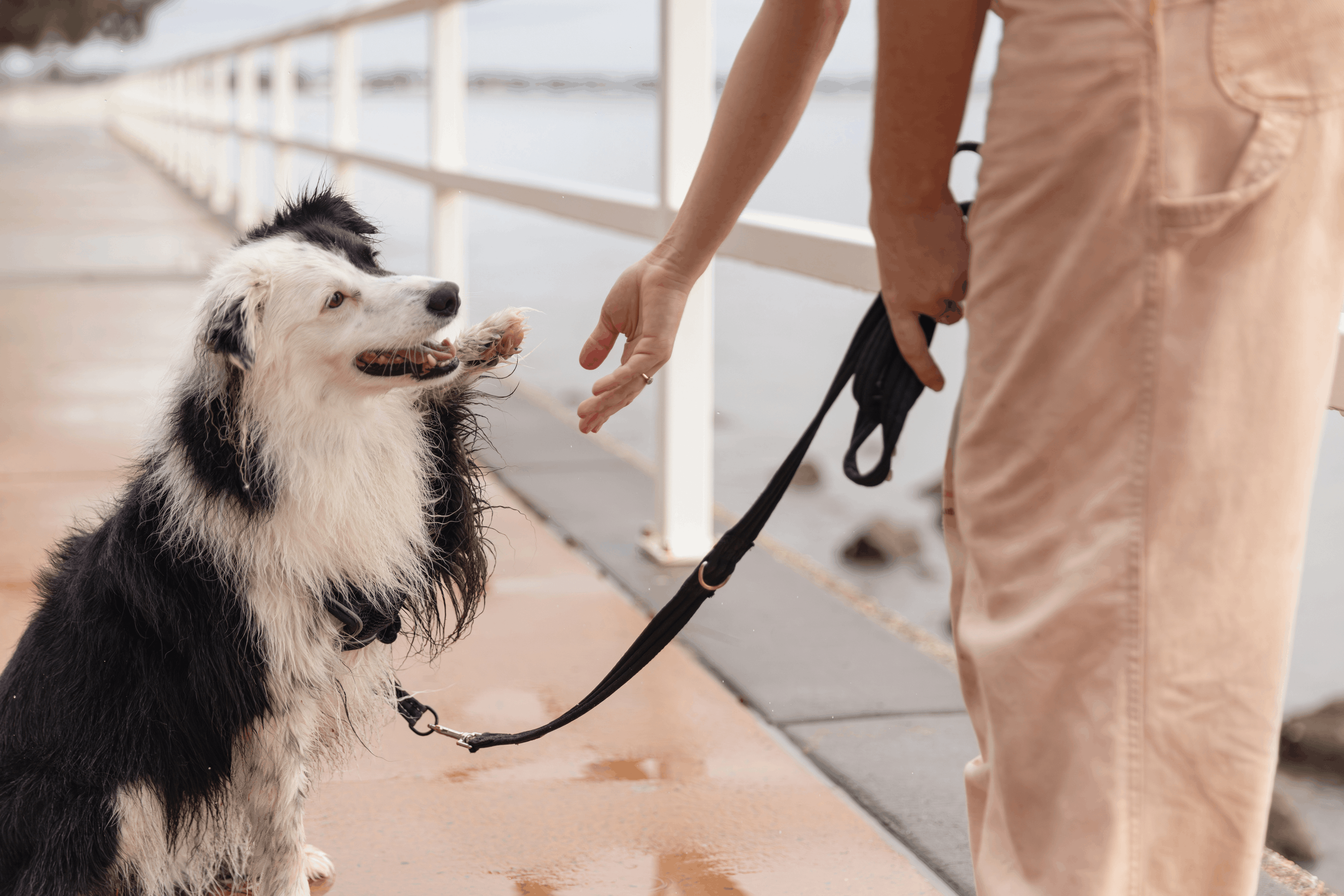 Getting Your Puppy Groomed for the First Time