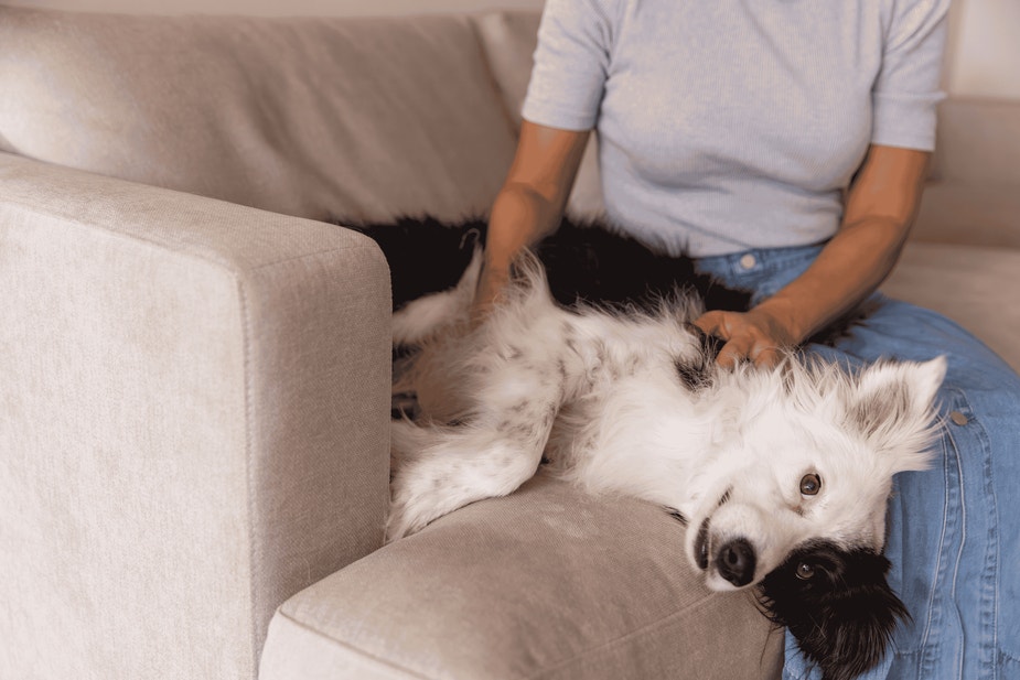 Foods That Are Toxic for Dogs