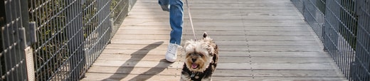 MyDog Always On Final Images Your guide to small dog breeds - Desktop