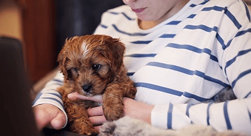 puppy lady