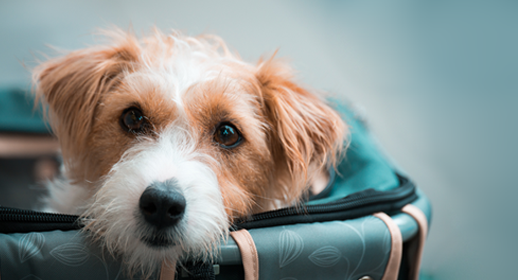 Where Can I Travel With My Dog: Top Pet-Friendly Destinations Revealed